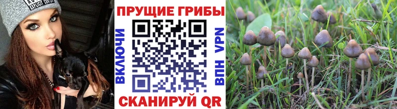 Галлюциногенные грибы мицелий  kraken ссылки  Дмитров  как найти наркотики 